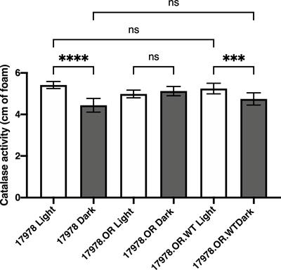 The Influence of Blue Light and the BlsA Photoreceptor on the Oxidative Stress Resistance Mechanisms of Acinetobacter baumannii